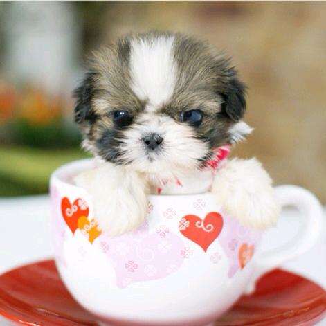 江西云哥宠物多多