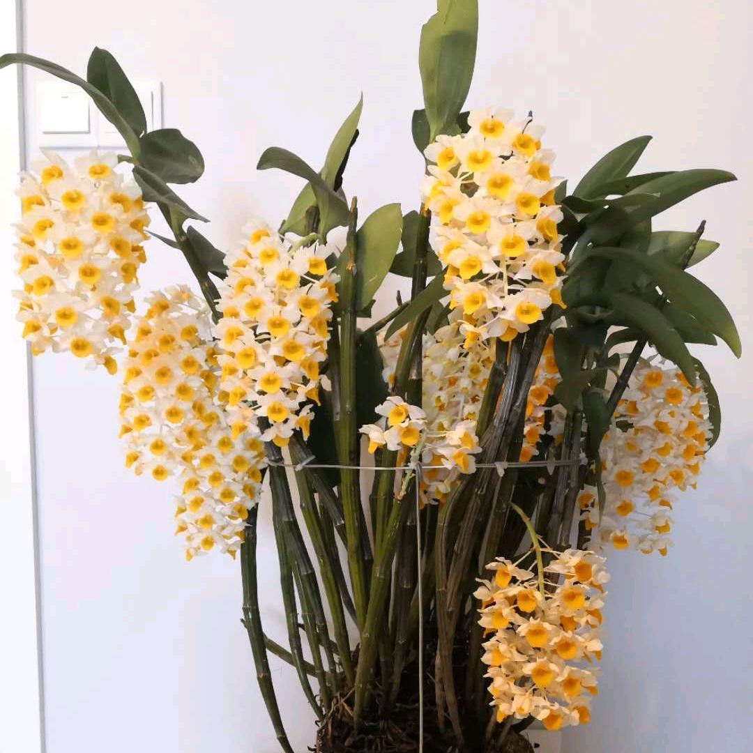 奇花仙草园花卉种植