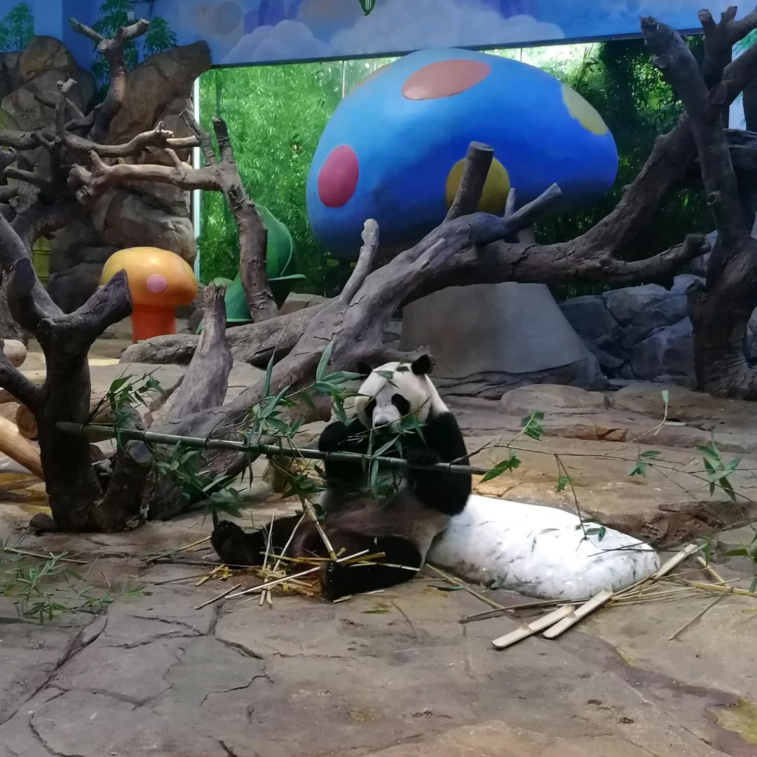 大耳兔