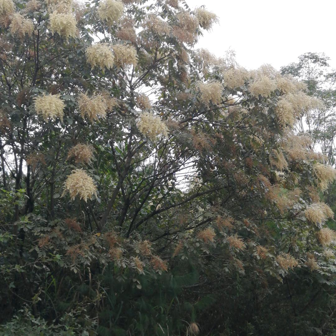 蜜七月