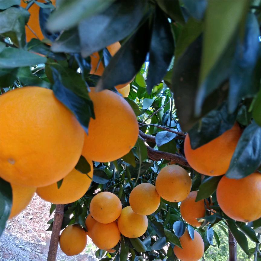 🍀橙香飘🈵园🍀