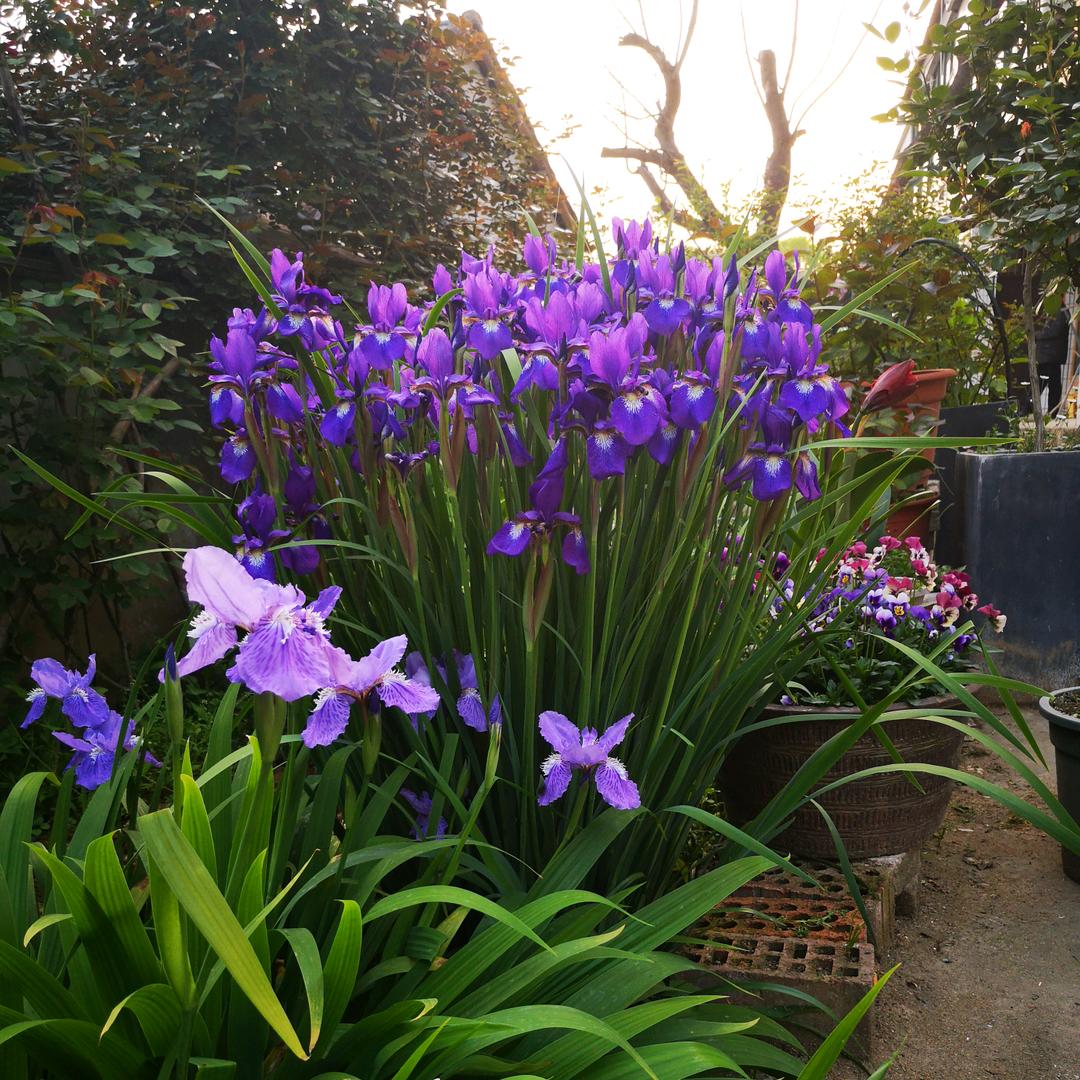 小璟花园