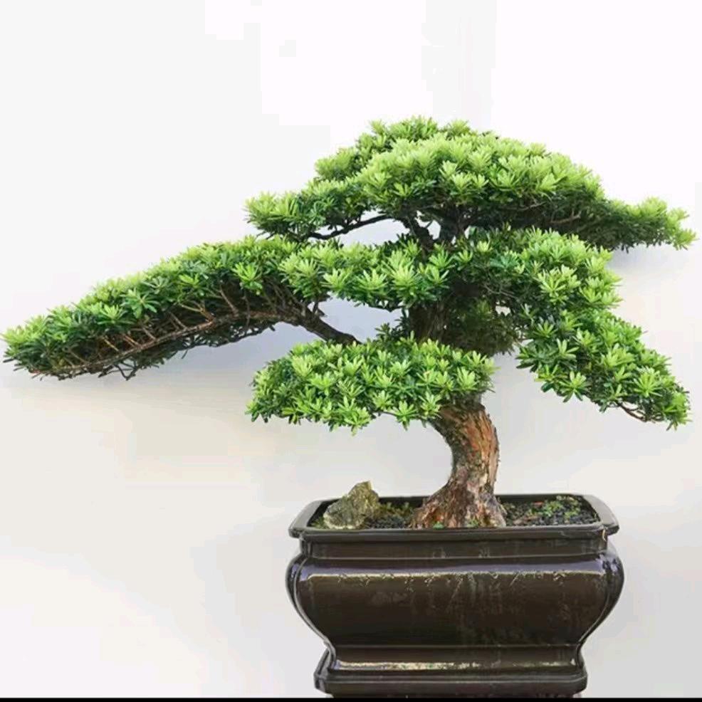 农村人玩盆景