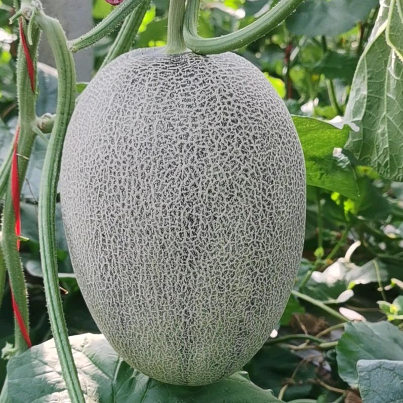 寿光旭东农业发展科技有限公司