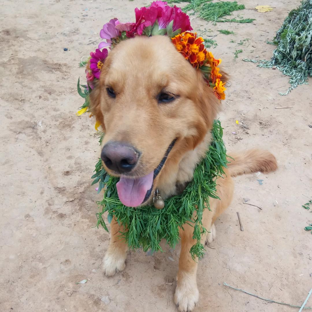 神犬小七