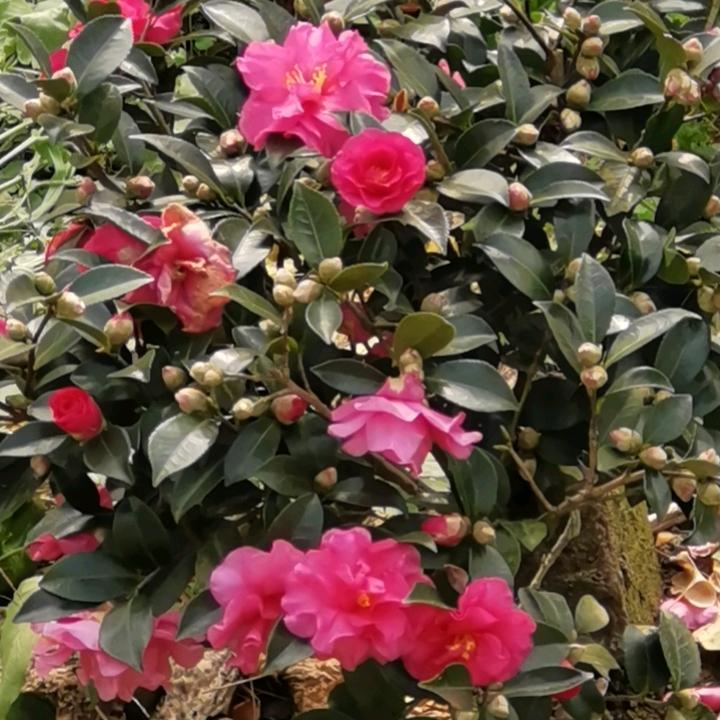 山清水秀