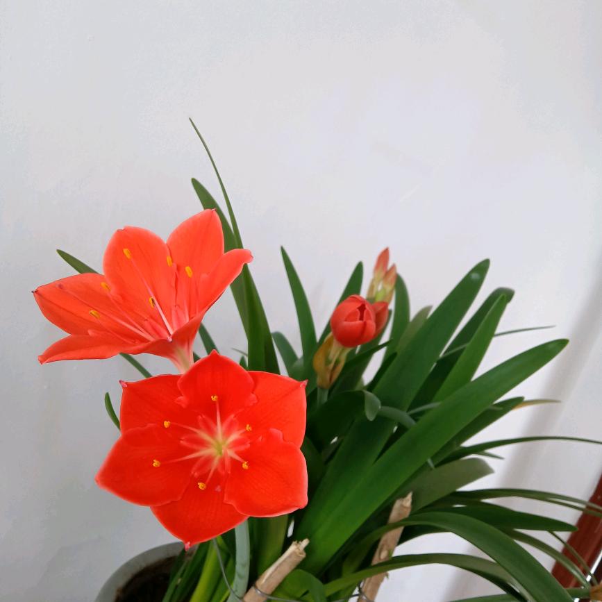 在北方