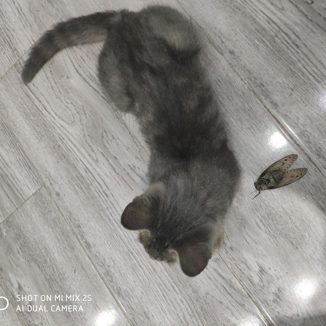 沉默他爸