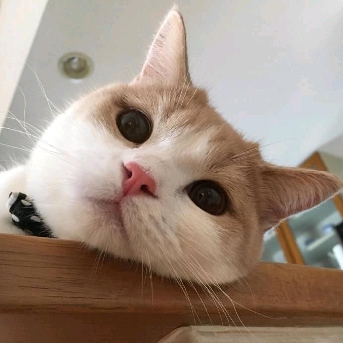 陌