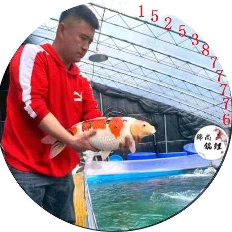 锦尚铭鲤