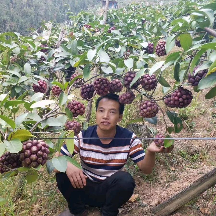 黑老虎果苗（根哥）