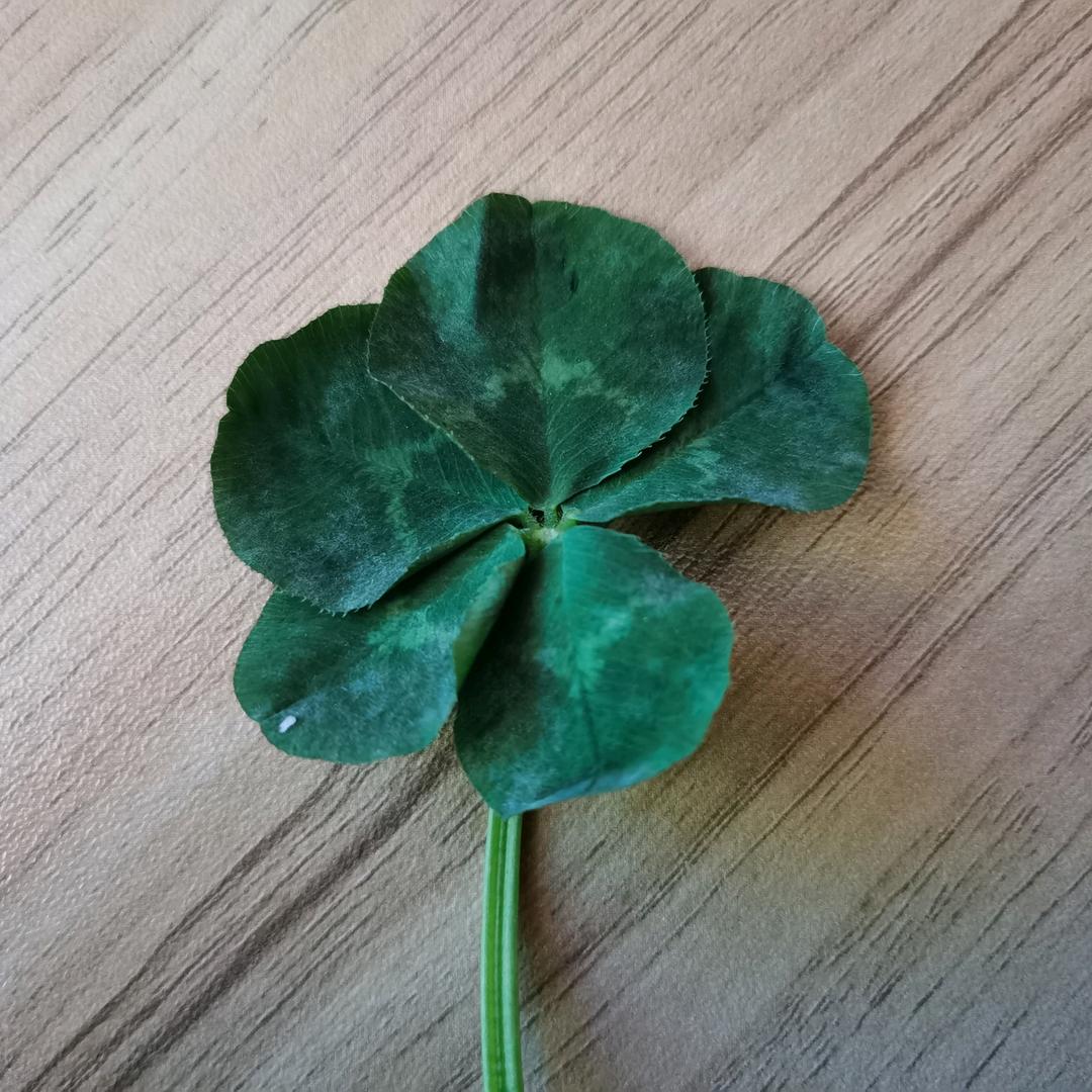 羽茂盛桐-赵教练