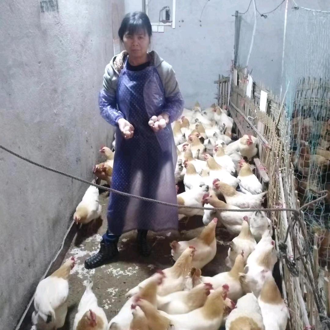 小连卖鸡
