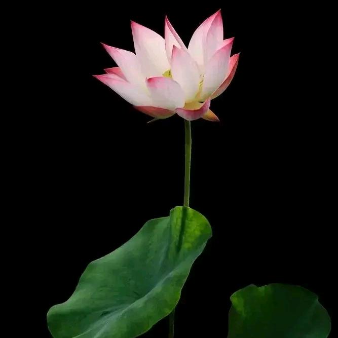 一路生花