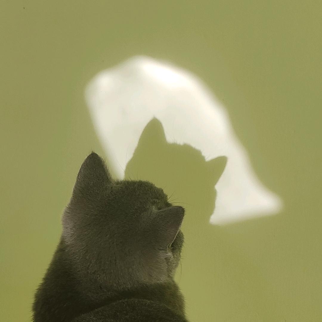 💗极速小鱼🐱