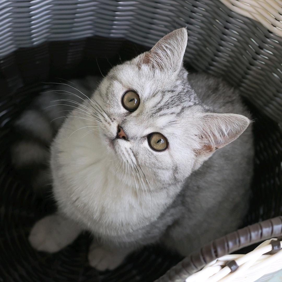 🍃二鱼子。头像