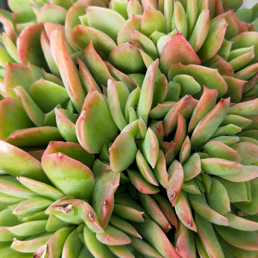 郑玲红