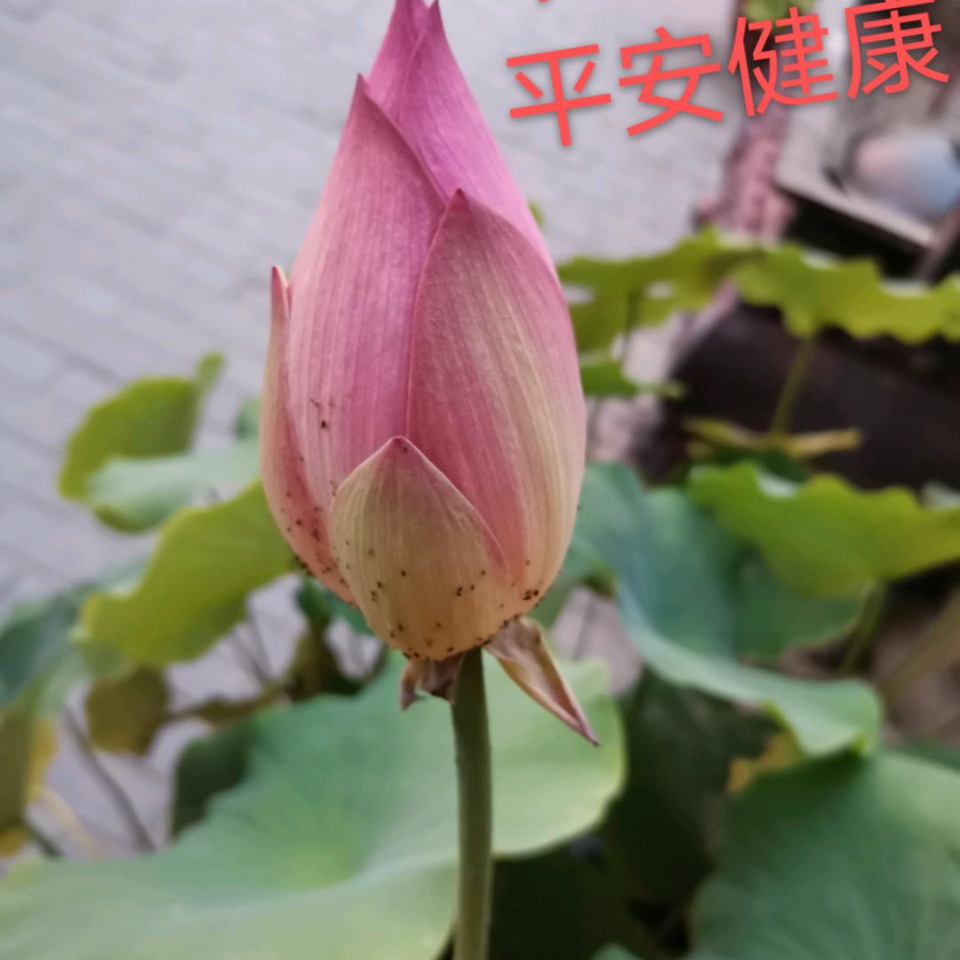 芳芳✌