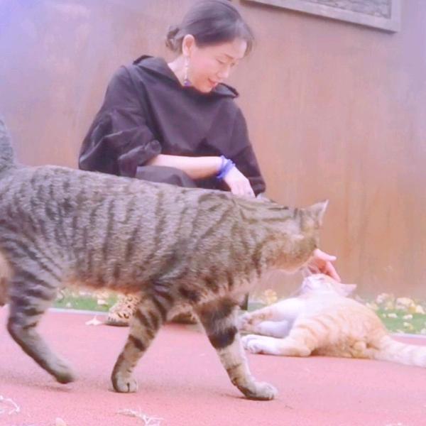 热爱生活热爱流浪猫