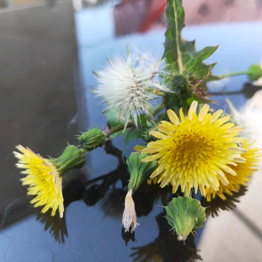 刘惜雅（酒庄）