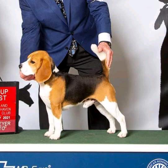 实战比格史宾格