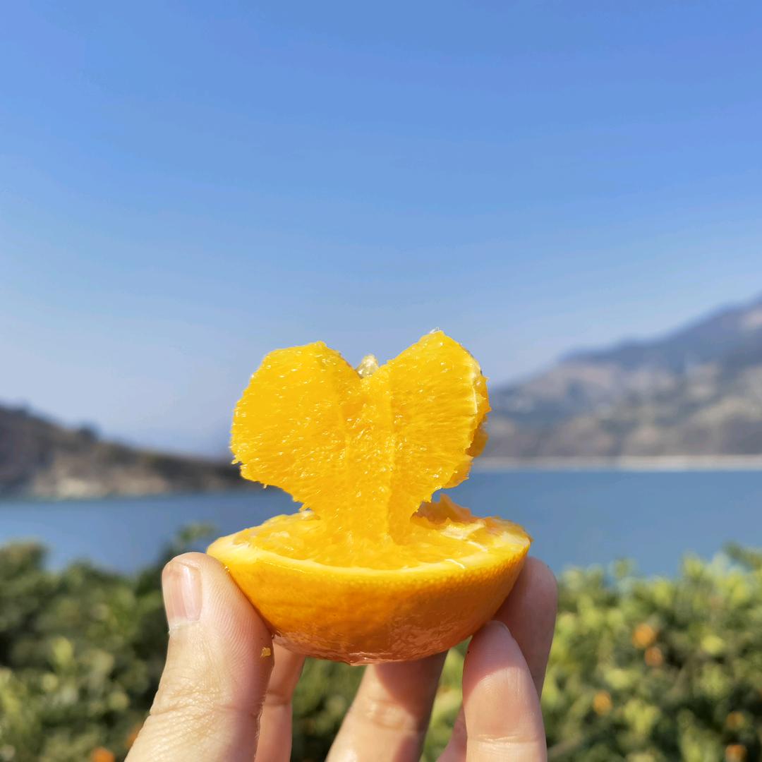 杨三木🍊