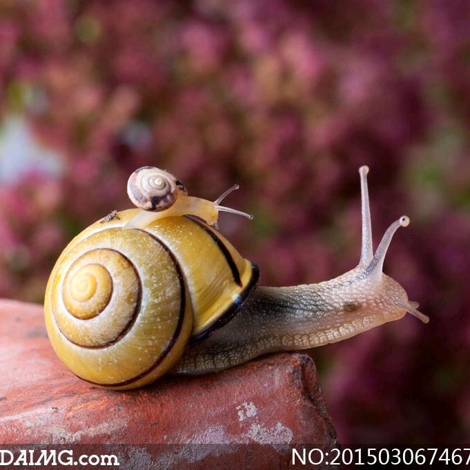骑着蜗🐌牛闯红灯