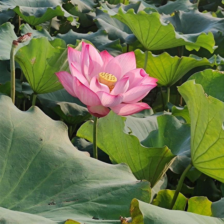 锦绣湘楼♥小郭