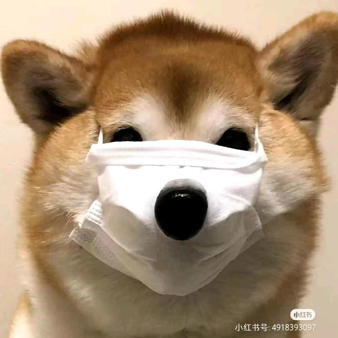一只皮卡丘