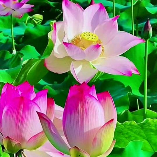 ꕥ᭄胸有💞成朱ꦿᩚ࿐²⁰²⁴