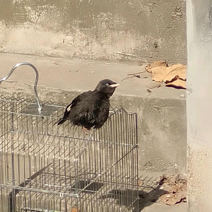 让开换我来