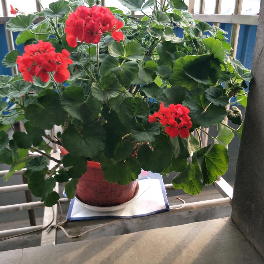 郑明清