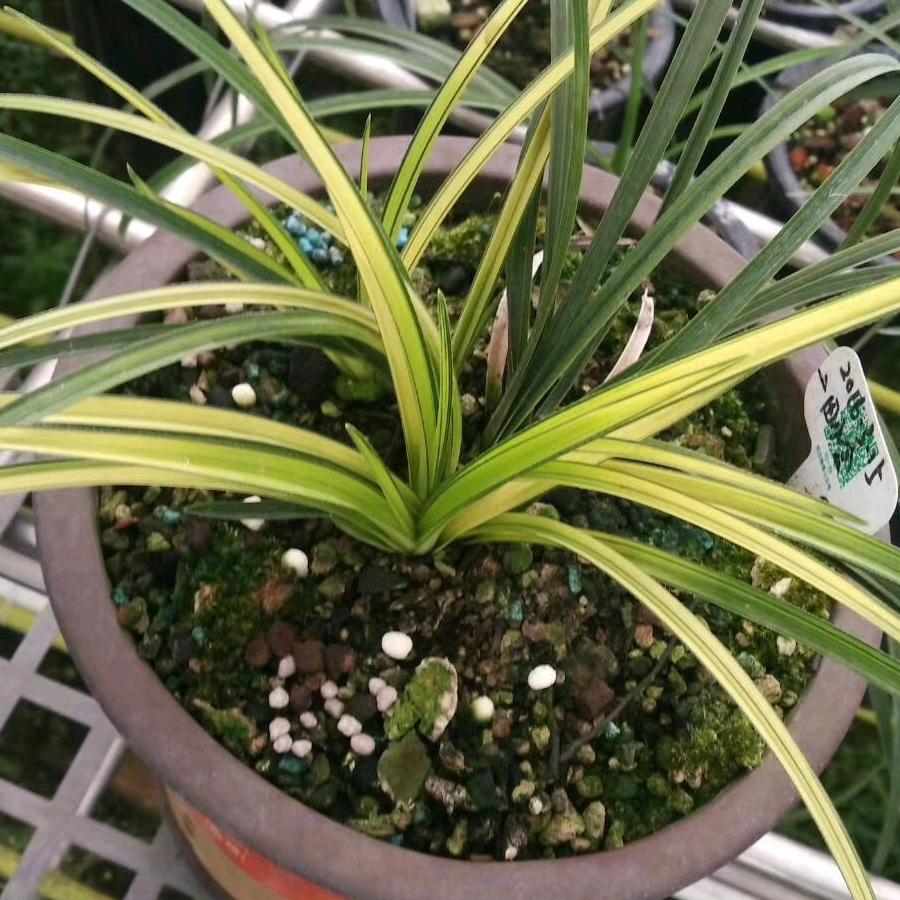 幽雅蘭苑—石头记