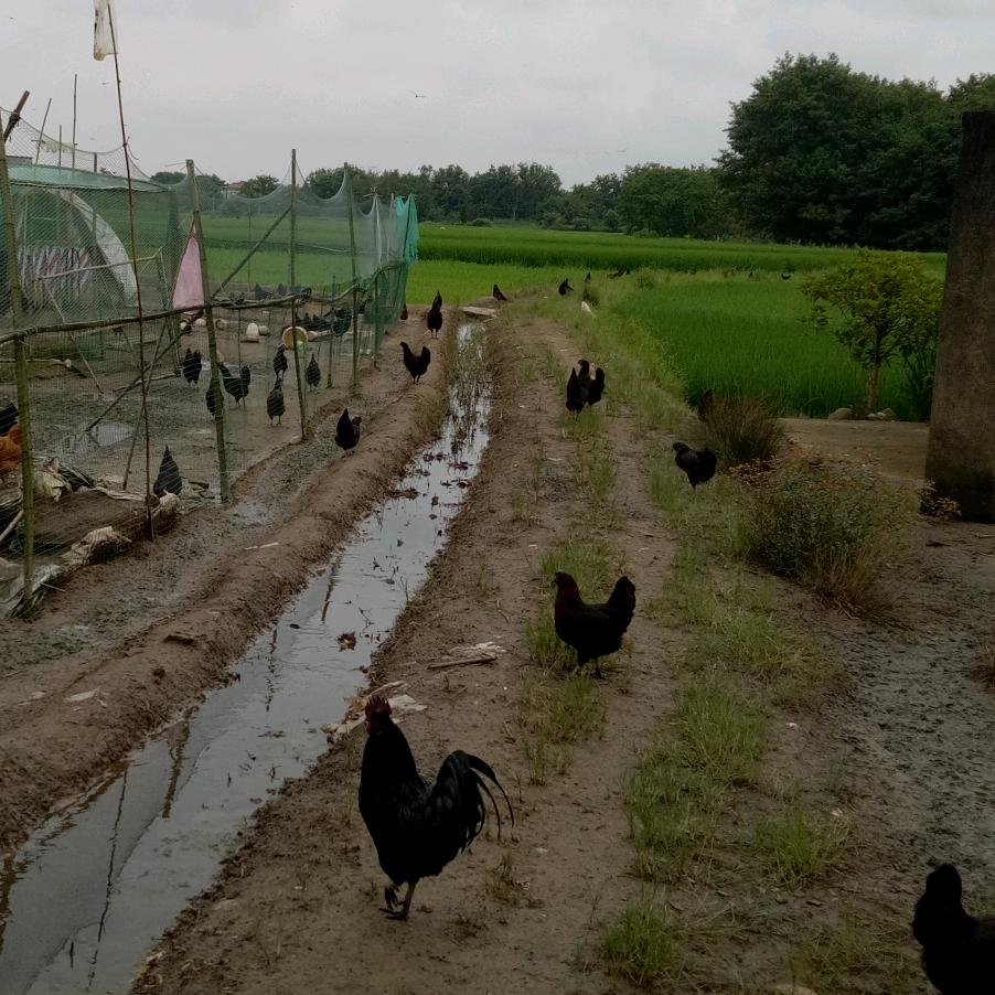 宿松县后庭家庭农场