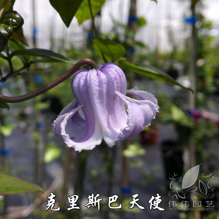 卖花的小哥，花多多园艺