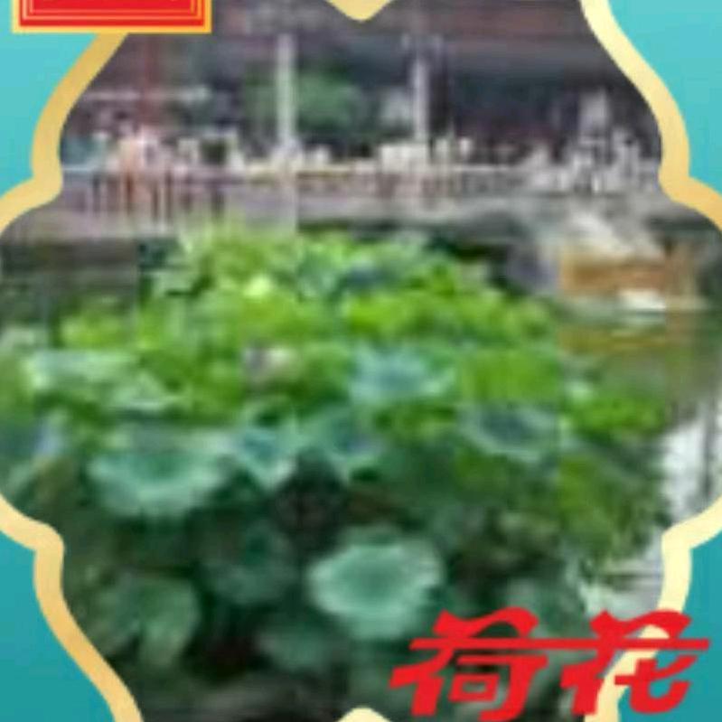 刘丹彤