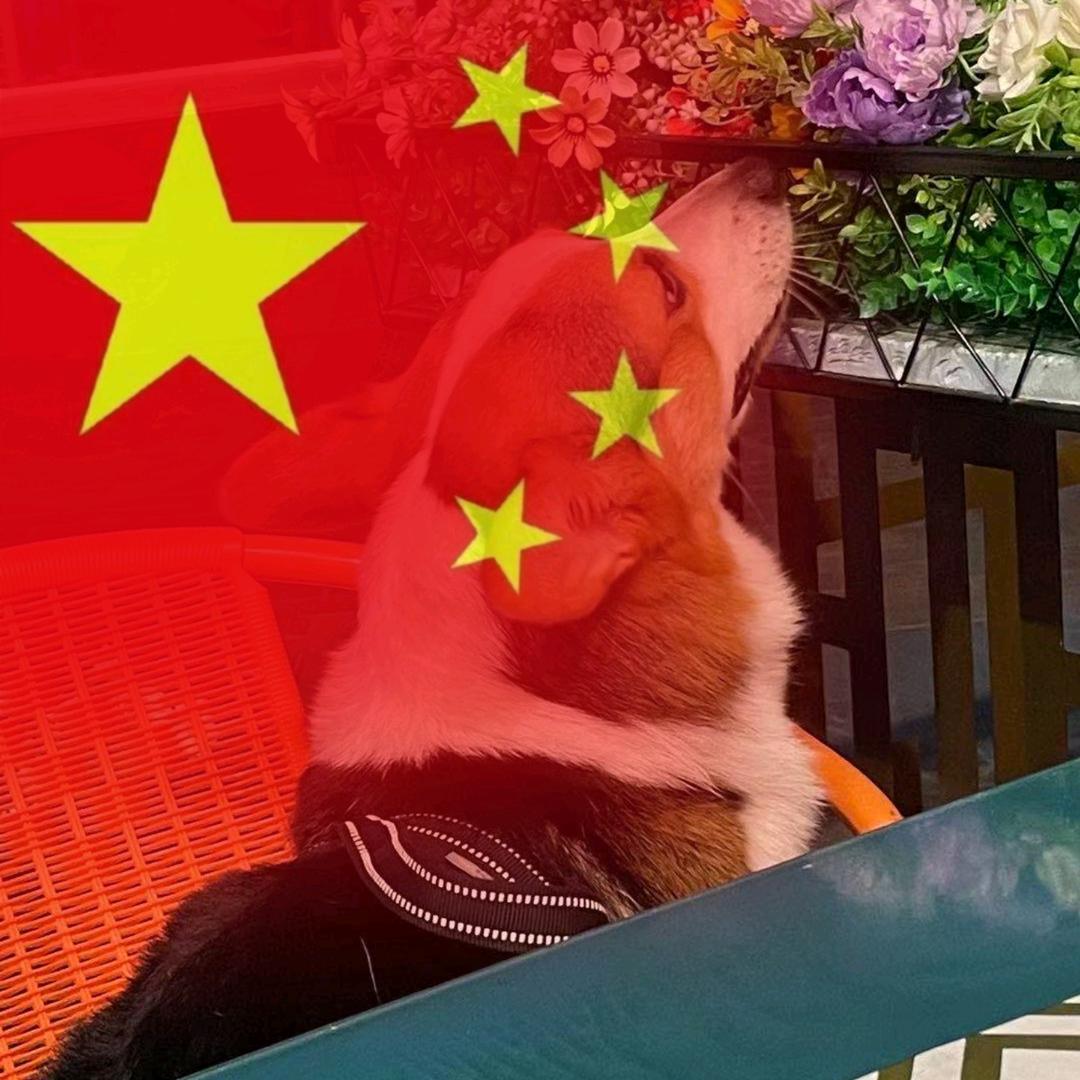 夏天儿是只小柯基