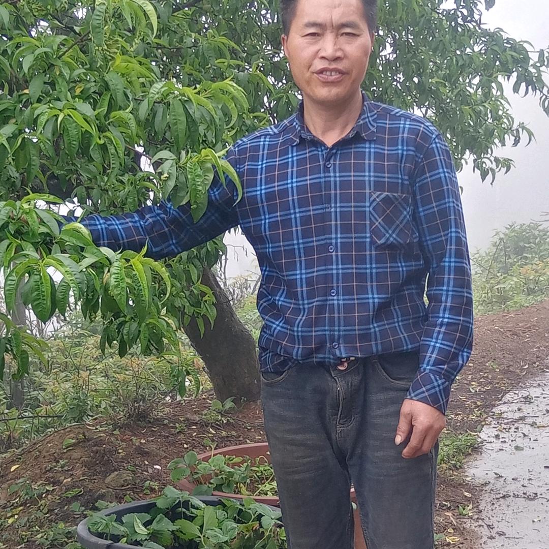 杨三郎