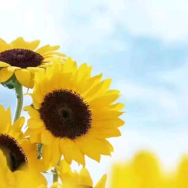 艺轩门窗