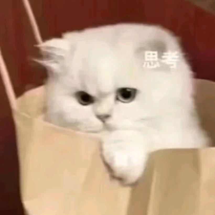 猫猫☁