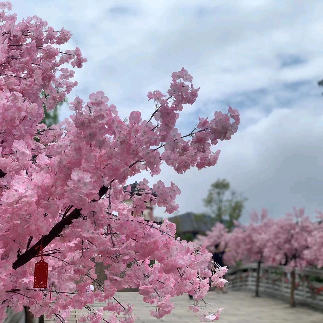 驿路梨花处处开