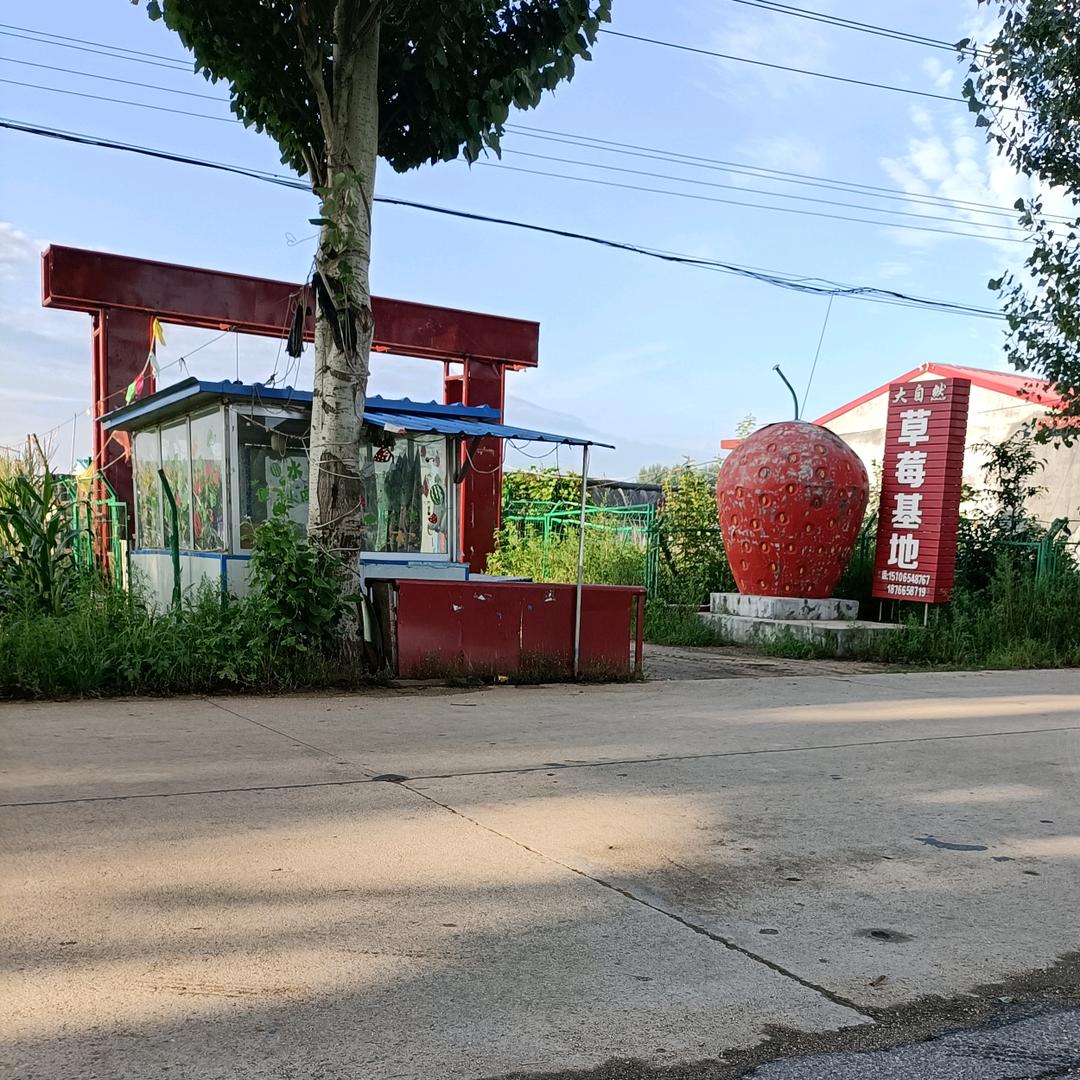 大自然草莓基地
