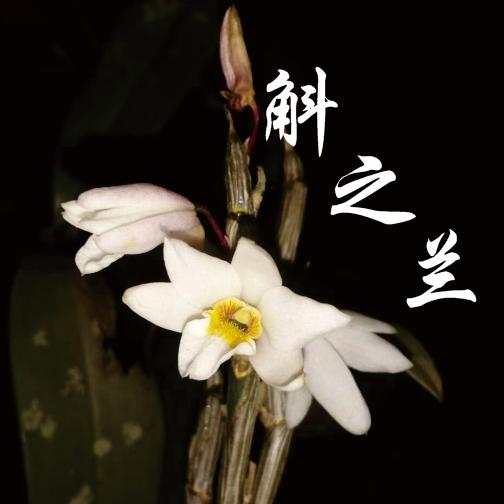 龙陵斛之兰生物科技有限公司