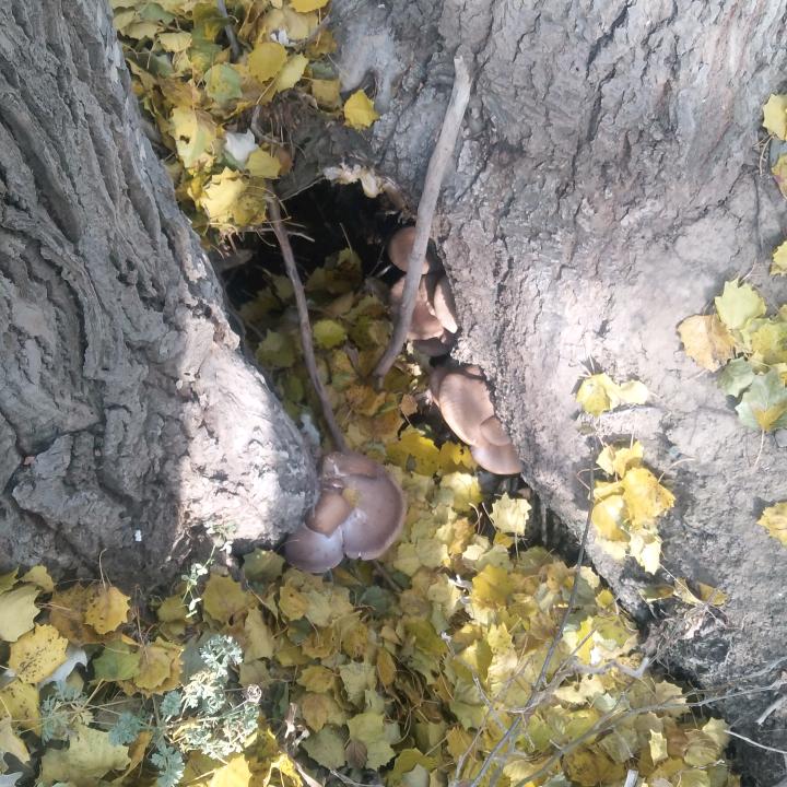 一壶黄酒，马踏樱花