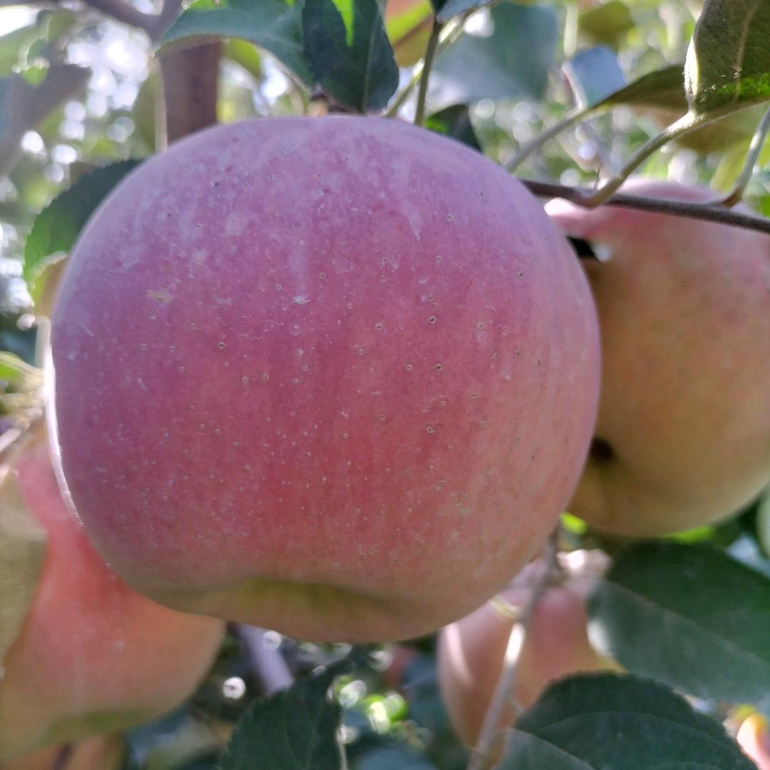 新疆阿克苏六团天山玉苹果走天下