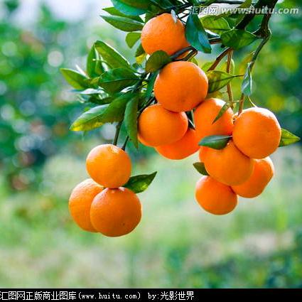橘子