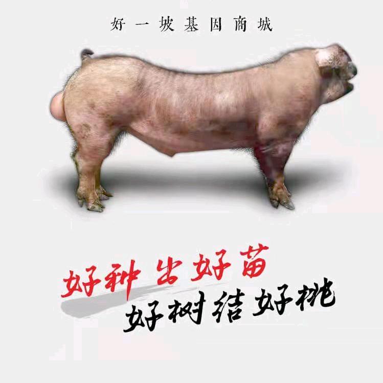 鲁俊