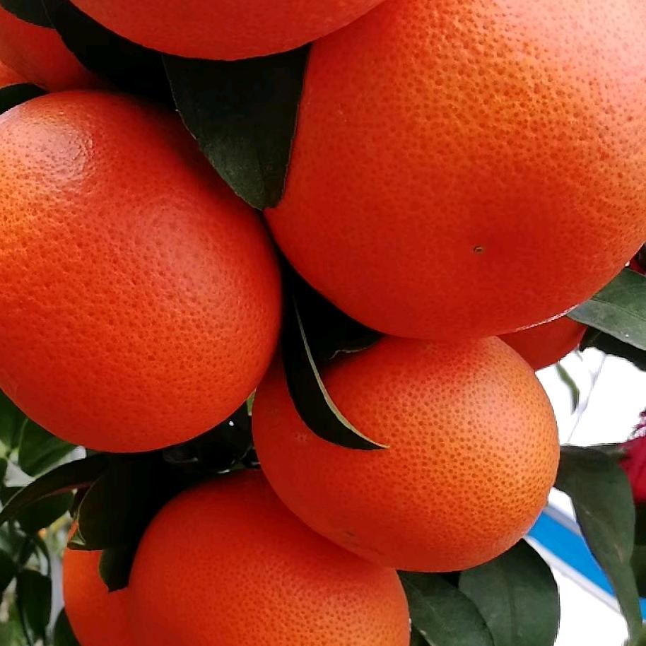 橘姐姐直播间李玖菊