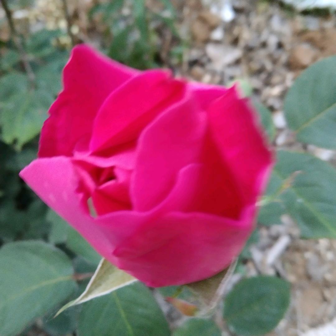 花好月圆