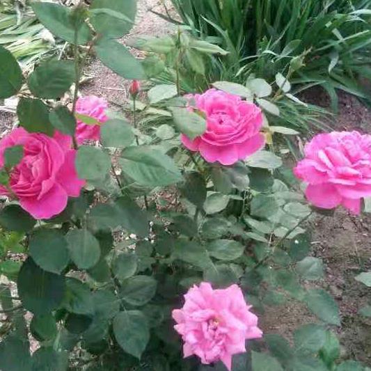 家和万事兴《谢绝连赞》